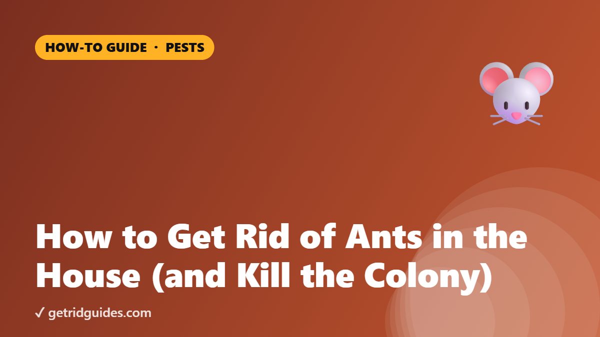 How to Get Rid of Ants in the House (and Kill the Colony)