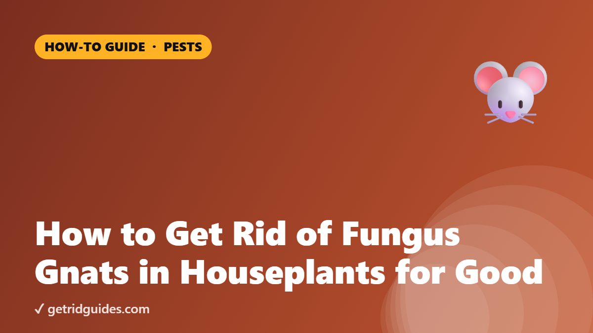 How to Get Rid of Fungus Gnats in Houseplants for Good