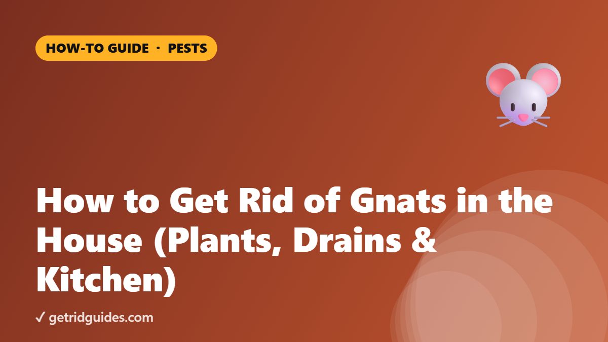 How to Get Rid of Gnats in the House (Plants, Drains & Kitchen)