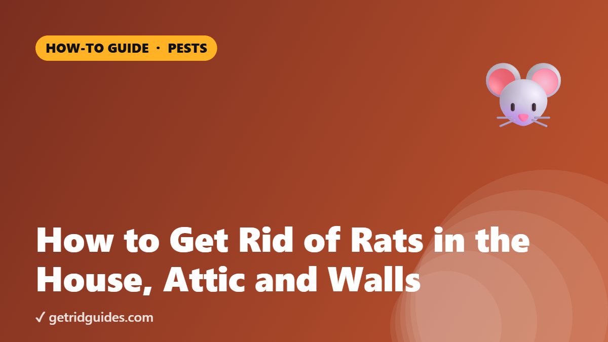 How to Get Rid of Rats in the House, Attic and Walls